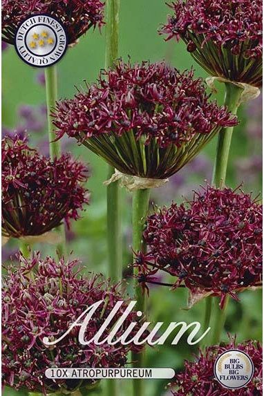 Allium Atropurpureum 10-pakning